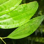 Aiouea neurophylla Leaf