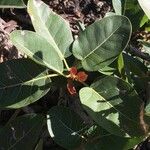 Ficus ingens Leaf