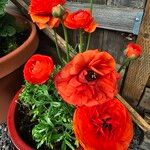 Papaver orientaleফুল