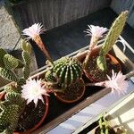 Echinopsis oxygona Flor