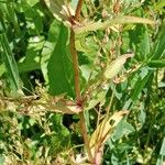 Veronica anagallis-aquatica Leaf