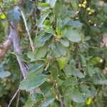 Cantua buxifolia Leaf