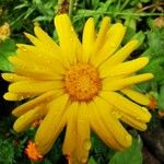 Calendula officinalisBlüte