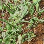Gutenbergia rueppellii Hoja