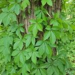 Parthenocissus quinquefoliaFoglia