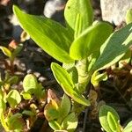 Hypericum ellipticum Bark