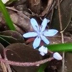 Scilla bifoliaFlor