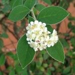 Cotoneaster pannosus Flower