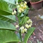 Hoya multiflora Lorea