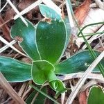 Primula glaucescens Leaf