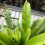 Asplenium antiquum Leaf