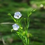 Linum pratense Агульны выгляд