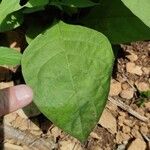 Atropa bella-donna Leaf