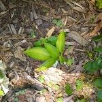 Hosta plantagineaFulla