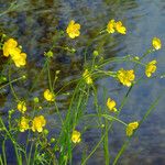Ranunculus flammula Fula