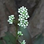 Crassula orbicularis Квітка