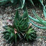 Aristaloe aristata cv. 'Cosmo' 整株植物