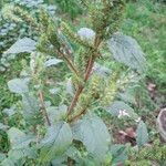 Amaranthus hybridus Лист