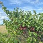 Cercis griffithii Lapas