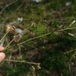 Brassica tournefortii Fruit