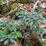 Daphne laureola Celota