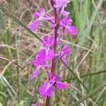 Anacamptis palustris Flor