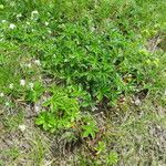 Alchemilla saxatilis Habit