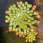 Ludwigia sedoides برگ