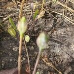 Butomopsis latifolia Fruit