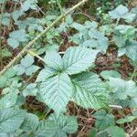 Rubus luticola Outro