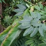 Trevesia burckii Leaf