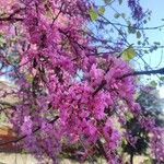 Cercis siliquastrumFlower