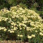 Argyranthemum maderense Habitatea