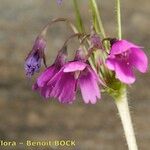 Primula matthioli Flower