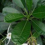 Plumeria obtusa Ліст