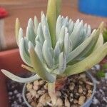 Dudleya edulis Yaprak