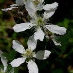 Rubus pensilvanicus Λουλούδι