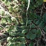 Brassica tournefortii Leaf