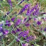 Vicia villosa Blomst