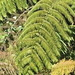 Cyathea glauca Other