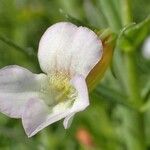 Gratiola officinalis Květ
