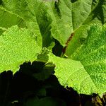 Gunnera tinctoria Blatt