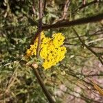 Achillea ageratumFlor