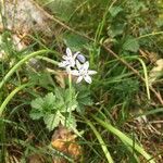 Scilla verna Flower