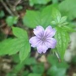 Geranium nodosumFlor