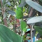 Canna × hybrida Fruit