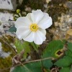 Anemone hupehensis Floare