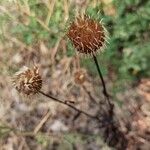 Klasea flavescens Fruit