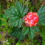 Rubus chamaemorus Frukto