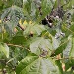 Acer campbellii Lapas